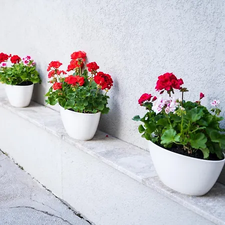 Prato Πανσιόν